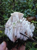Abortiporus biennis image