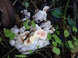 Abortiporus biennis image