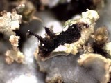 Physconia enteroxantha image