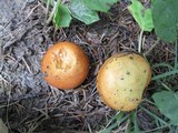 Suillus grevillei image