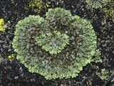 Phaeophyscia adiastola image