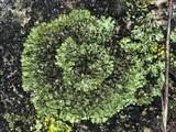 Phaeophyscia adiastola image