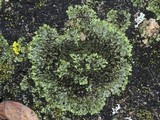 Phaeophyscia adiastola image