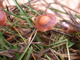Psilocybe inquilina image