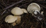 Leucopaxillus albissimus image