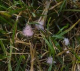 Monographella nivalis var. nivalis image