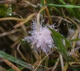 Monographella nivalis var. nivalis image
