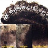 Buellia leptocline image
