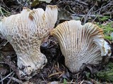Cantharellus subalbidus image