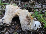 Cantharellus subalbidus image