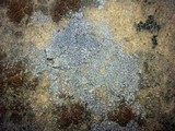 Aspicilia contorta image