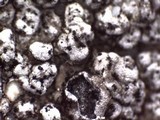 Aspicilia contorta image
