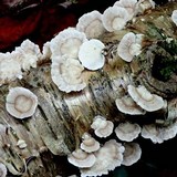 Trametes pubescens image