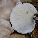 Trametes pubescens image