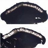 Amandinea lecideina image