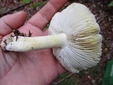 Tricholoma sejunctum image