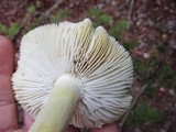 Tricholoma sejunctum image