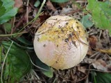 Amanita wellsii image