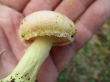 Amanita wellsii image