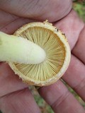 Amanita wellsii image