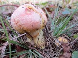 Amanita wellsii image