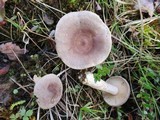 Lactarius mammosus image