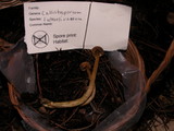 Callistosporium luteo-olivaceum image