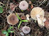 Lactarius mammosus image