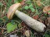Leccinum versipelle image