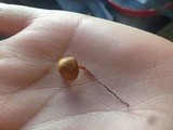 Galerina heterocystis image