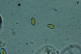 Galerina heterocystis image
