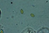 Galerina heterocystis image