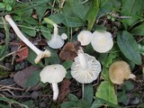 Cuphophyllus virgineus image