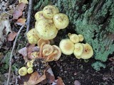 Pholiota alnicola var. alnicola image