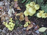 Pholiota alnicola image