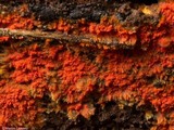 Phlebia coccineofulva image