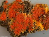 Phlebia coccineofulva image