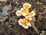 Laetiporus cincinnatus image