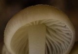 Strobilurus albipilatus image