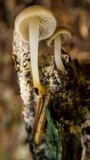 Strobilurus albipilatus image