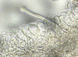 Strobilurus albipilatus image