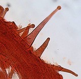 Strobilurus albipilatus image