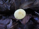 Tricholomopsis sulphureoides image