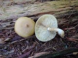 Tricholomopsis sulphureoides image