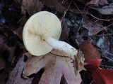 Tricholomopsis sulphureoides image