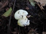 Hygrophorus chrysodon image