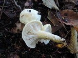 Hygrophorus chrysodon image