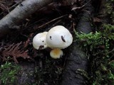 Hygrophorus chrysodon image