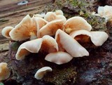 Lentinellus vulpinus image