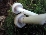 Tricholoma scalpturatum image